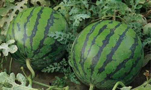 新疆网红吃瓜事件真相,真相与误解的交织