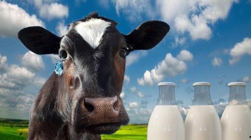 奶牛在线观看  第2张